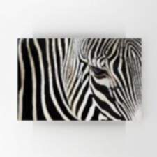Kesit Zebra Tablosu