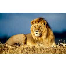 Afrika Safarisinde Aslan Tablosu
