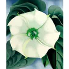 Georgia OKeeffe - White Flower Tablosu