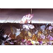 Butterfly Flower Tablosu