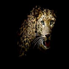 Vahşi Leopar Duvar Kağıdı