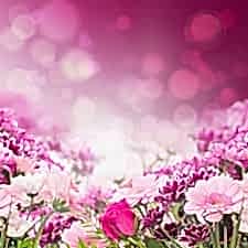 Pembe Çiçekler Duvar Kağıdı